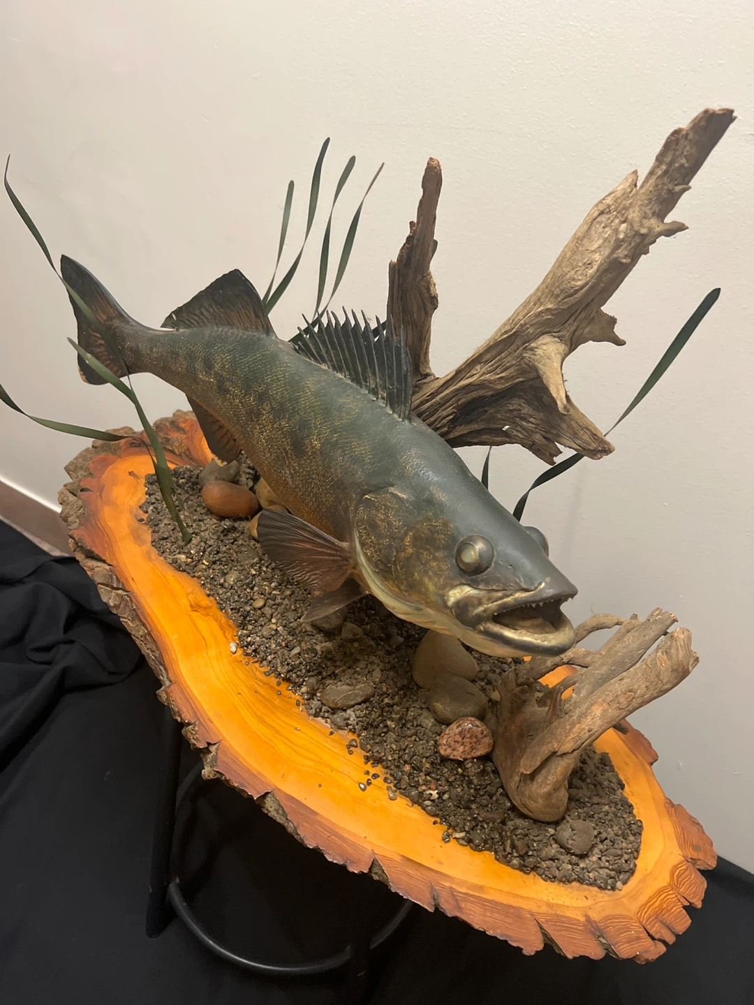“Advanced Taxidermy “ Habitat Walleye Fish Mount on Wood Slice - photo 2