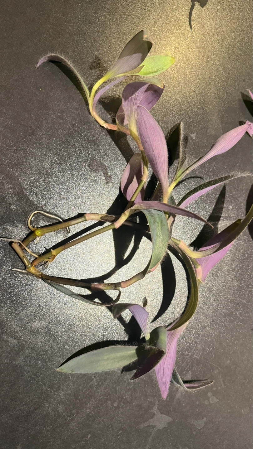 Purple heart Plant Cutting - photo 2