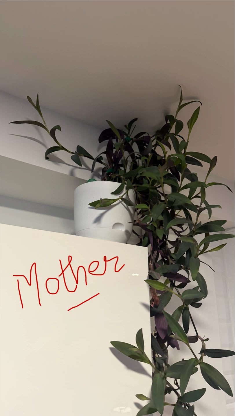 Purple heart Plant Cutting - photo 3