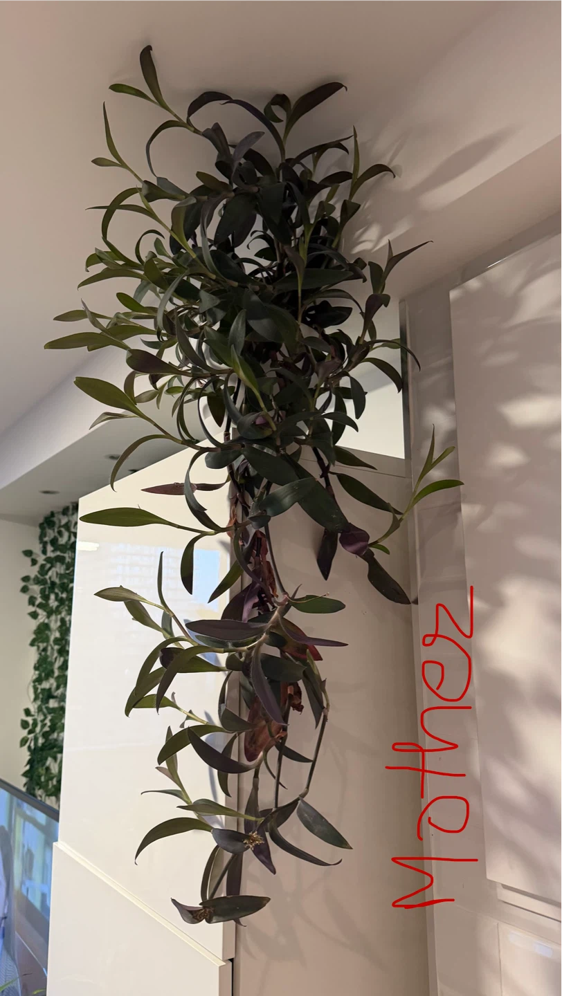 Purple heart Plant Cutting