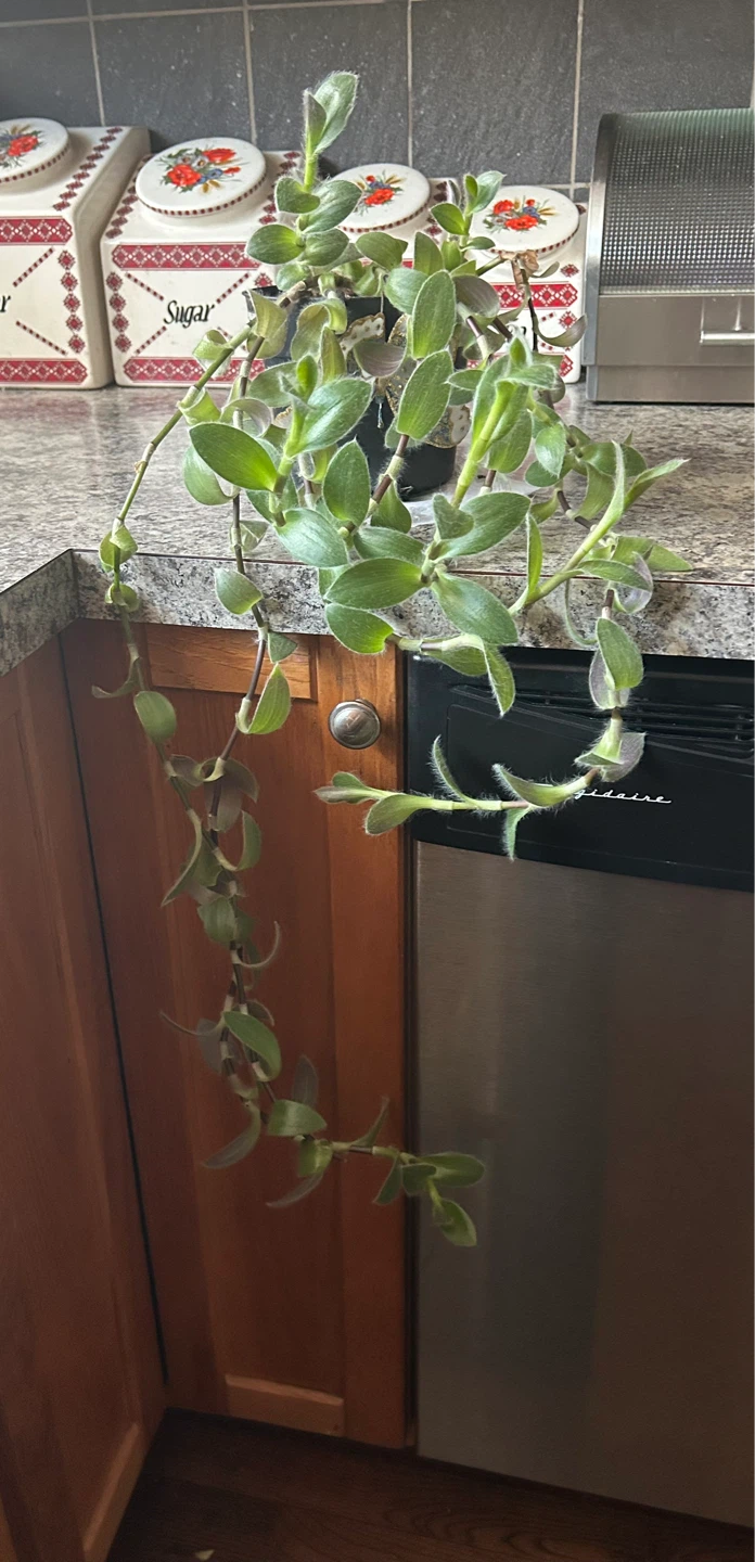 Tradescantia sillamontana