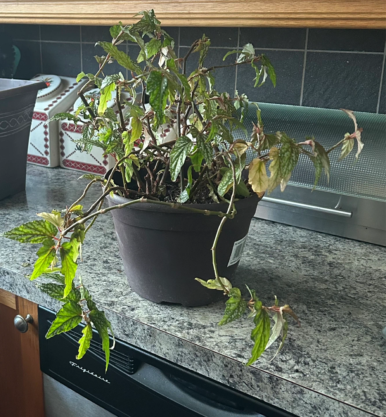 Angel wing Begonia Plant