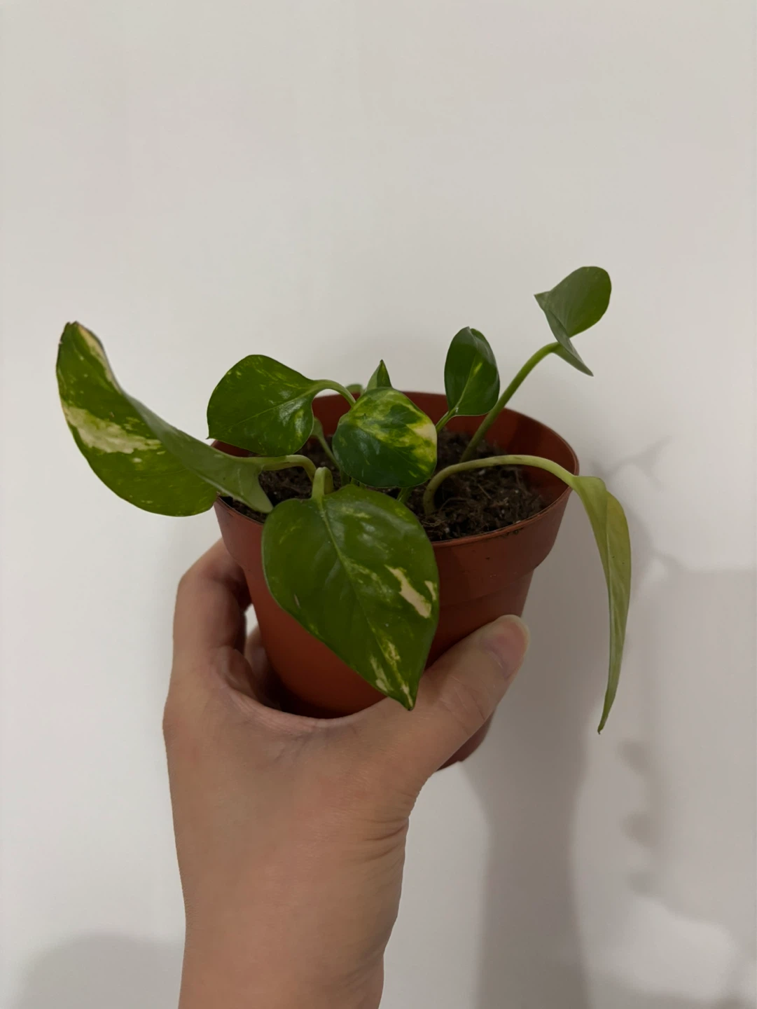 Pothos Plant