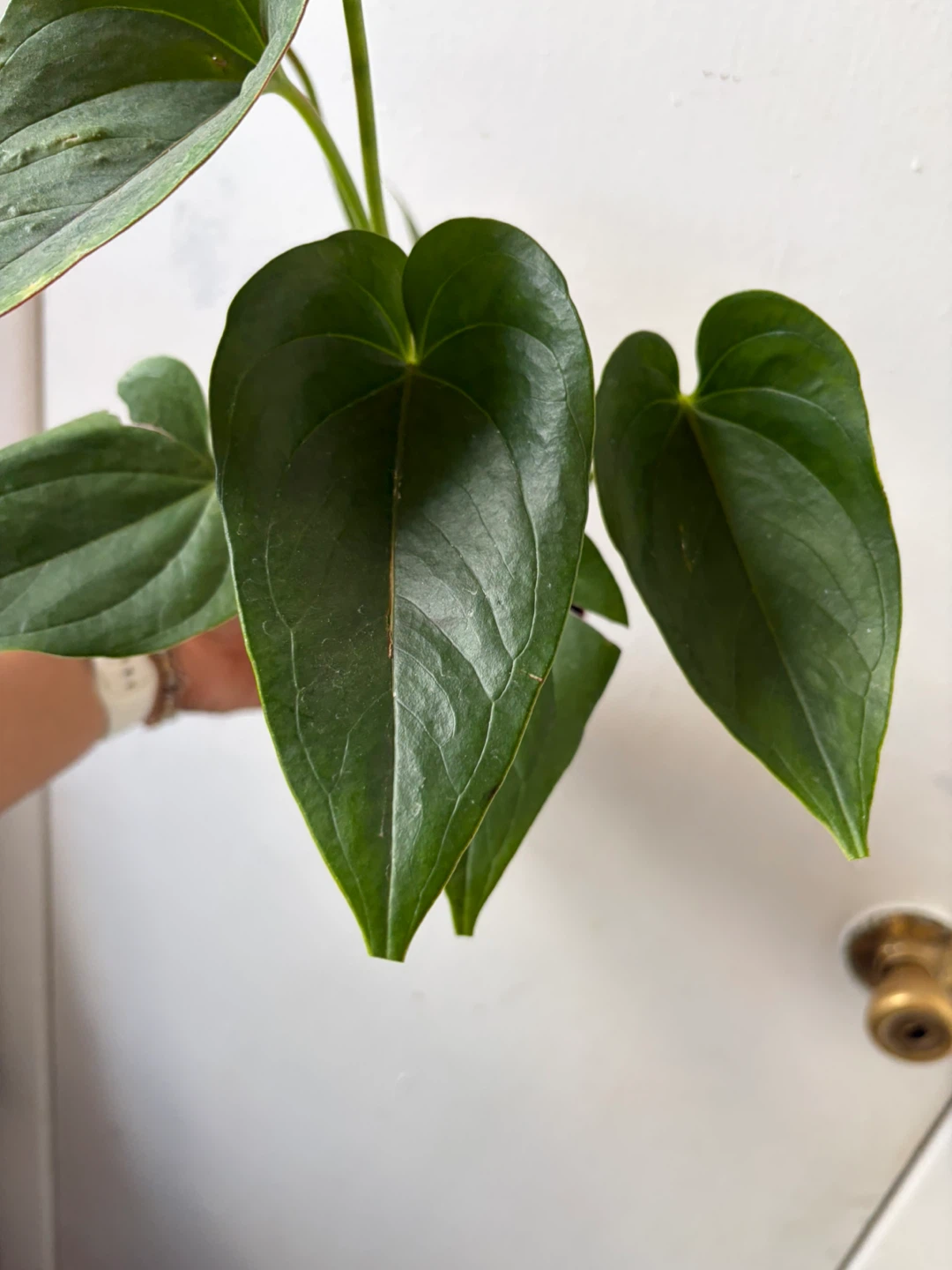 Anthurium - photo 3