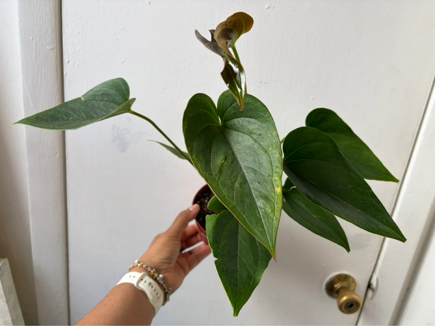 Anthurium