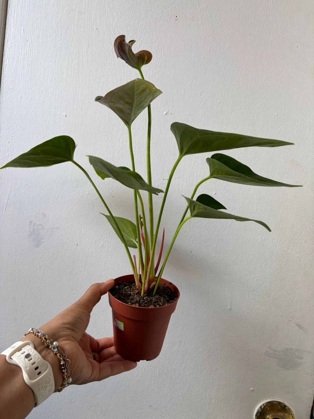 Anthurium - photo 2