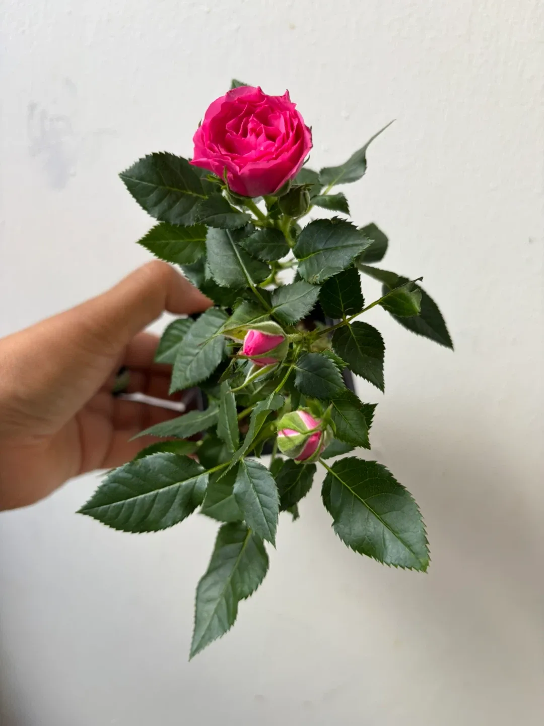 Rose - photo 3