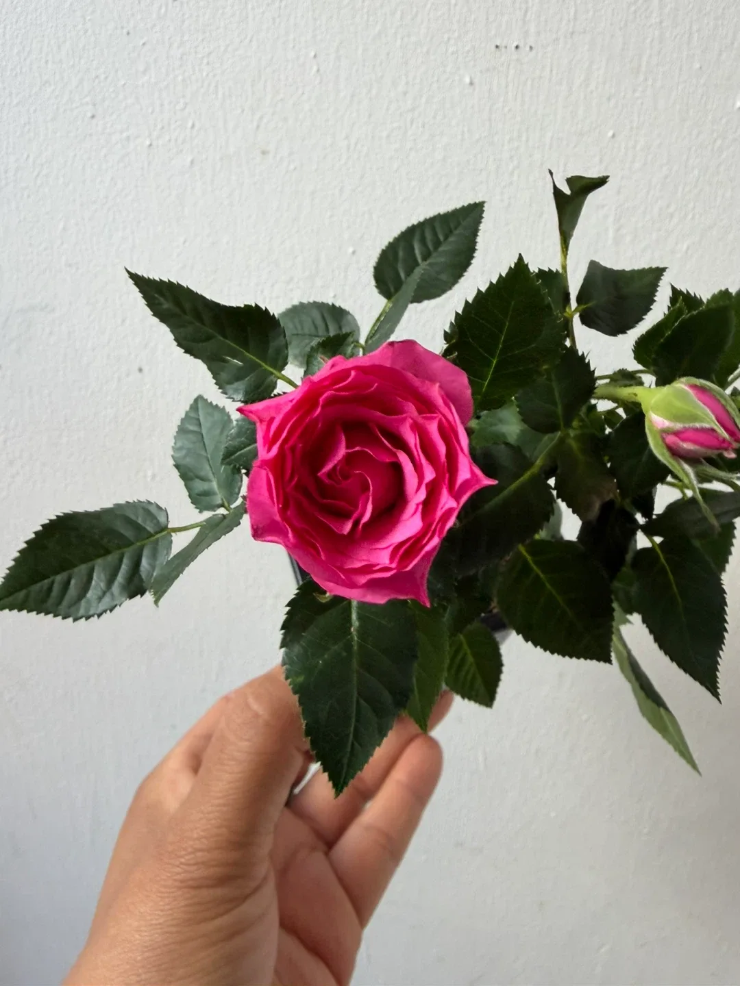 Rose - photo 2