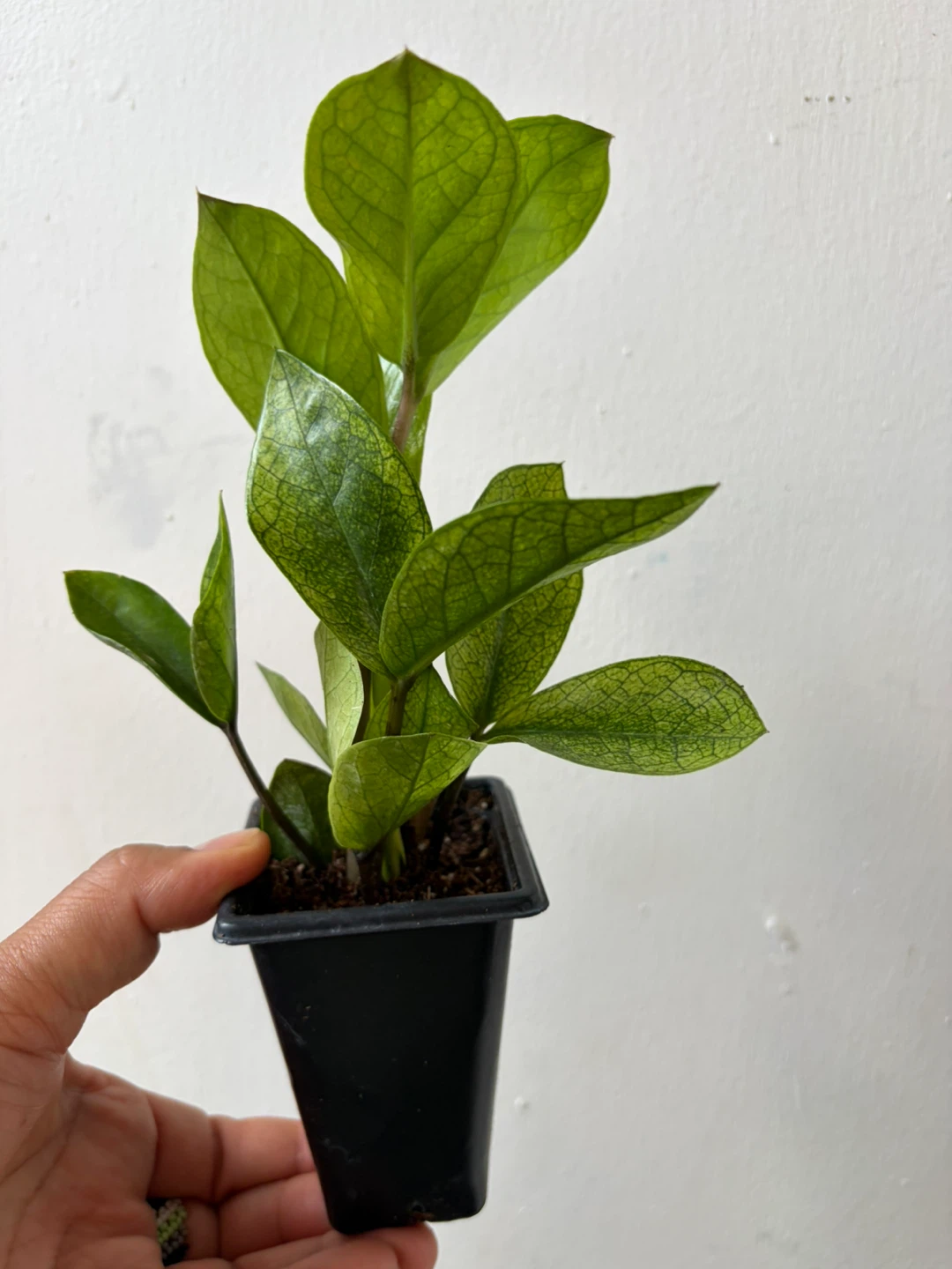 Chameleon ZZ plant - photo 4