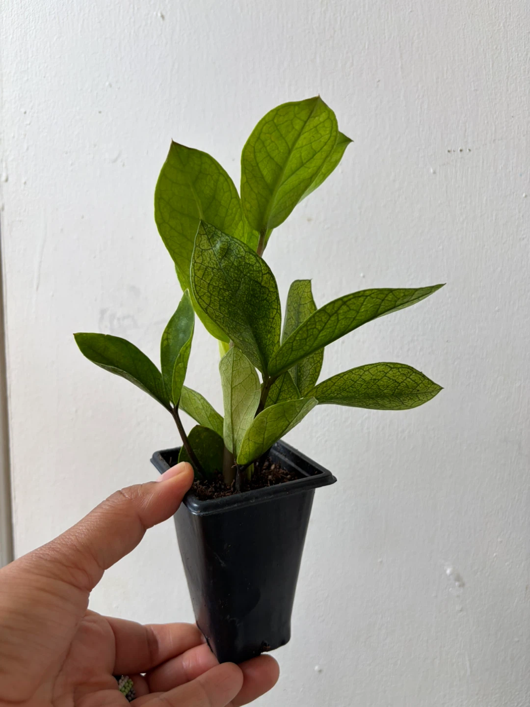 Chameleon ZZ plant