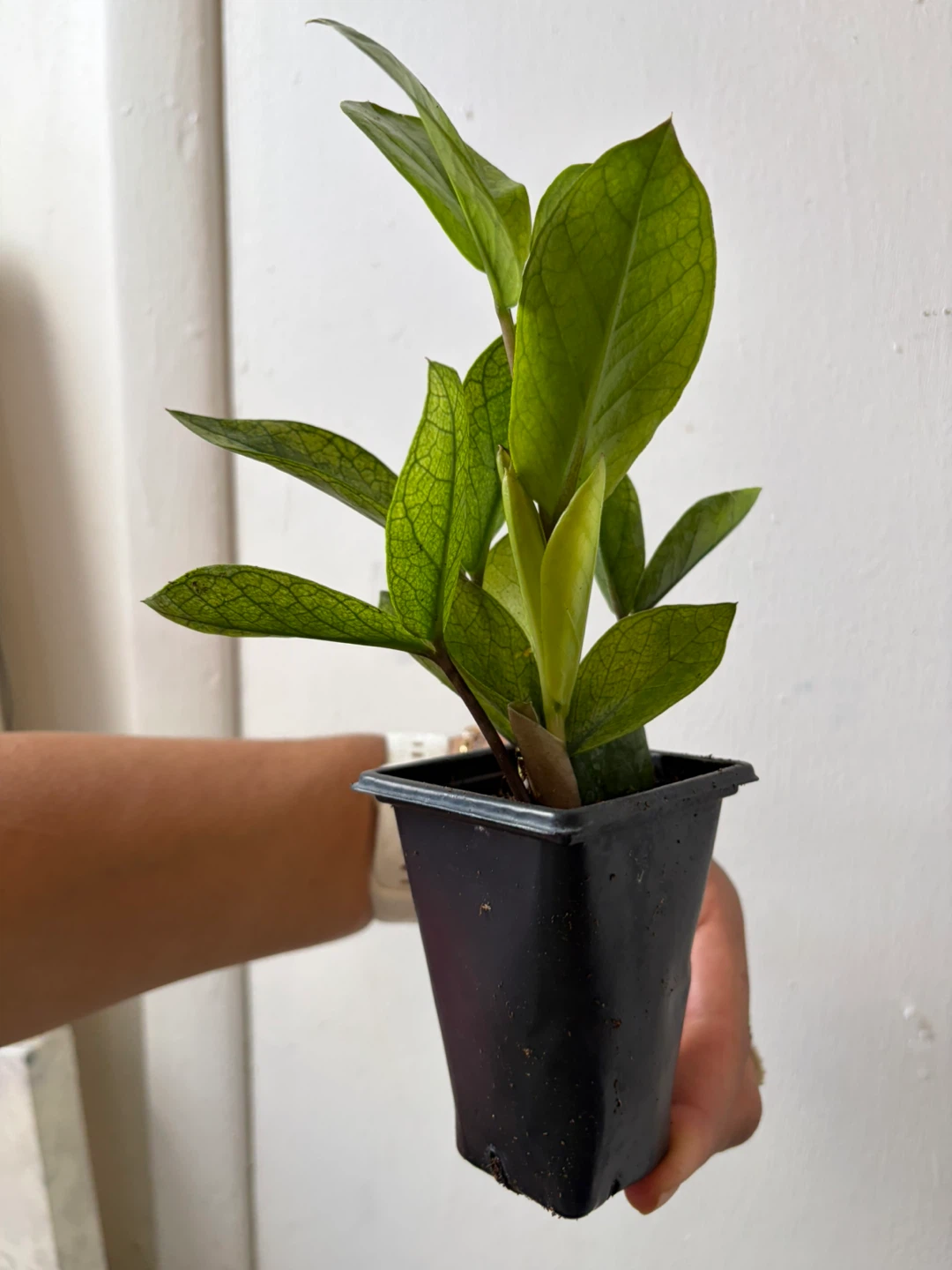 Chameleon ZZ plant - photo 5