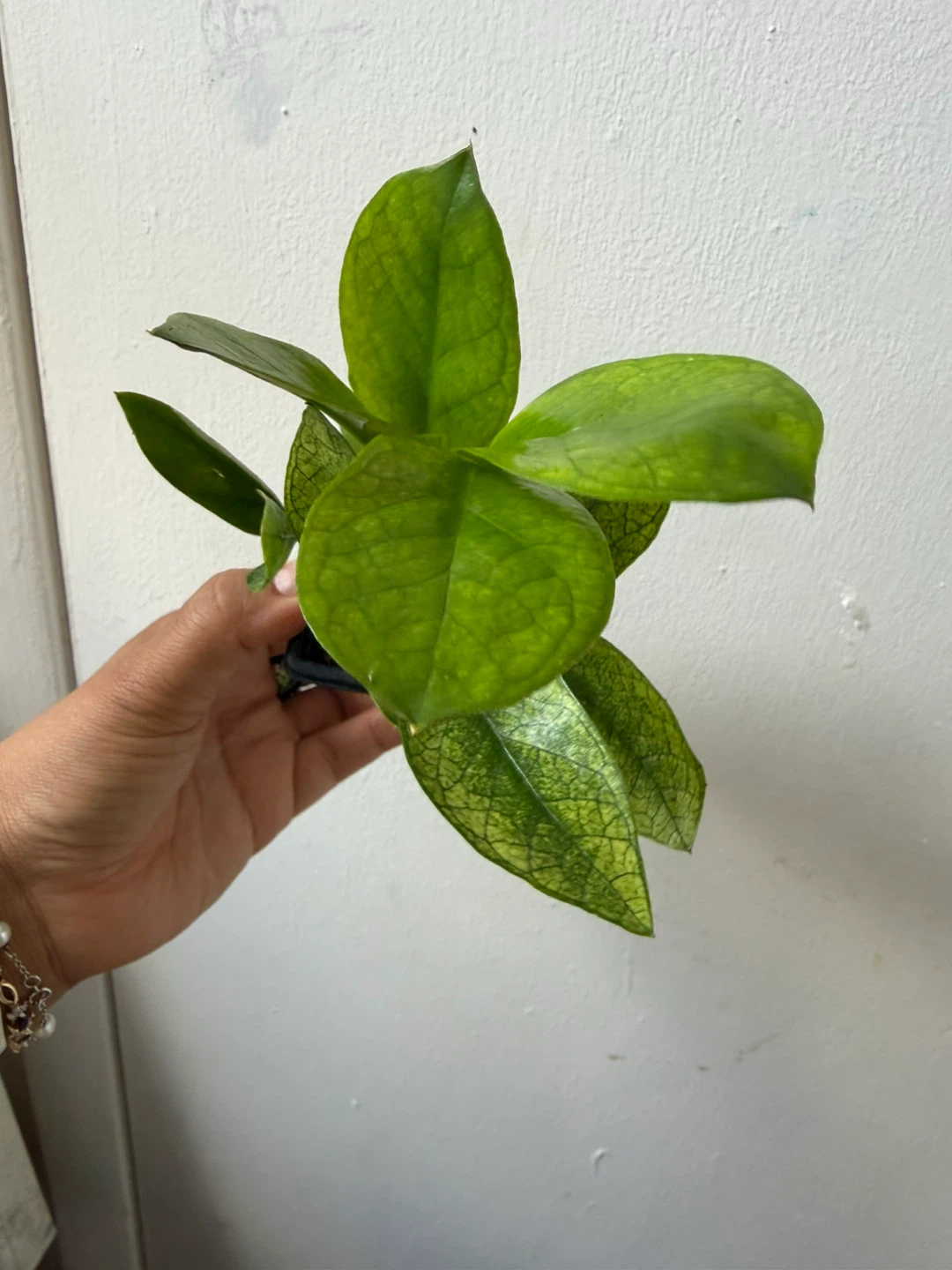 Chameleon ZZ plant - photo 2