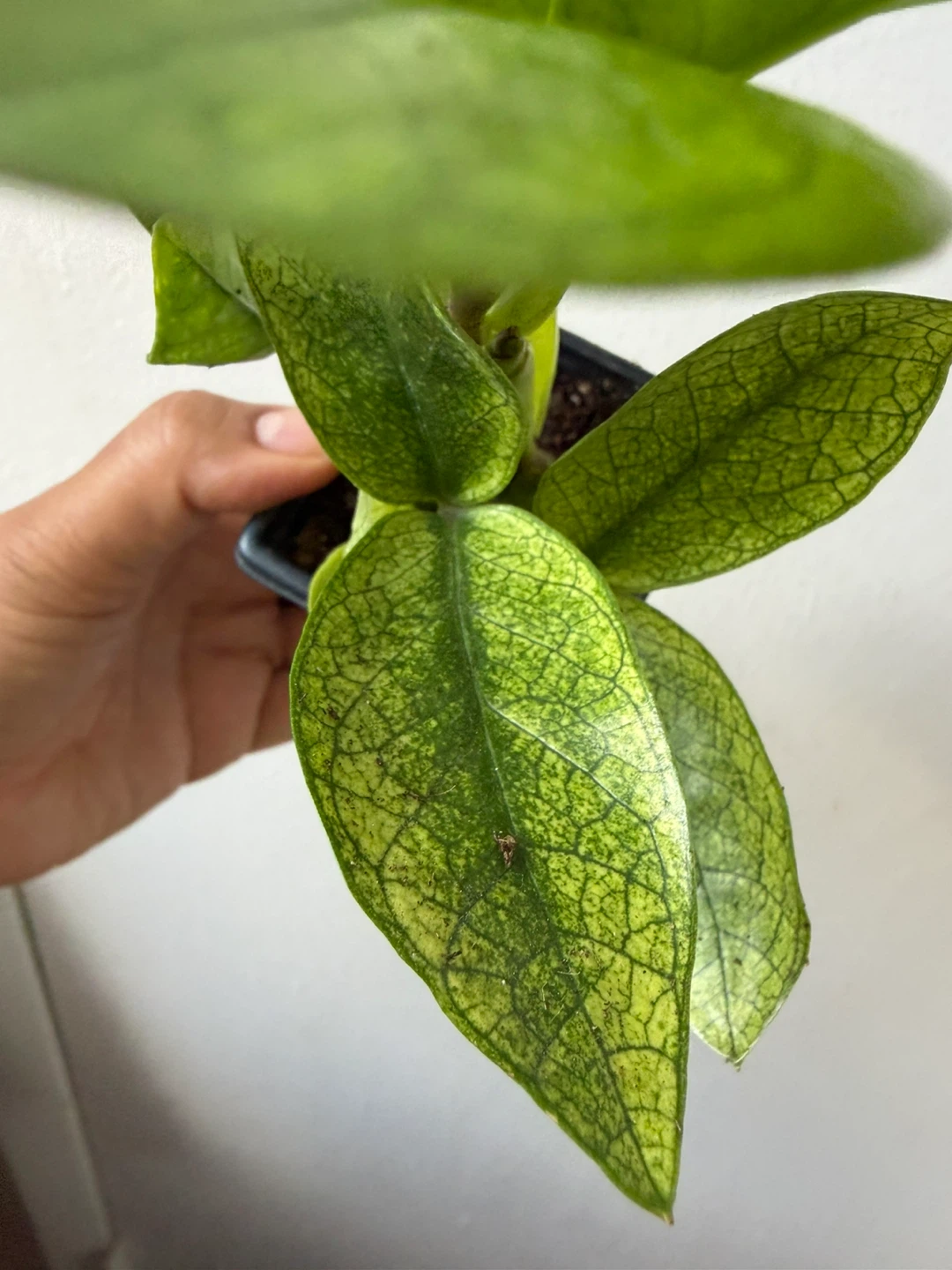 Chameleon ZZ plant - photo 3
