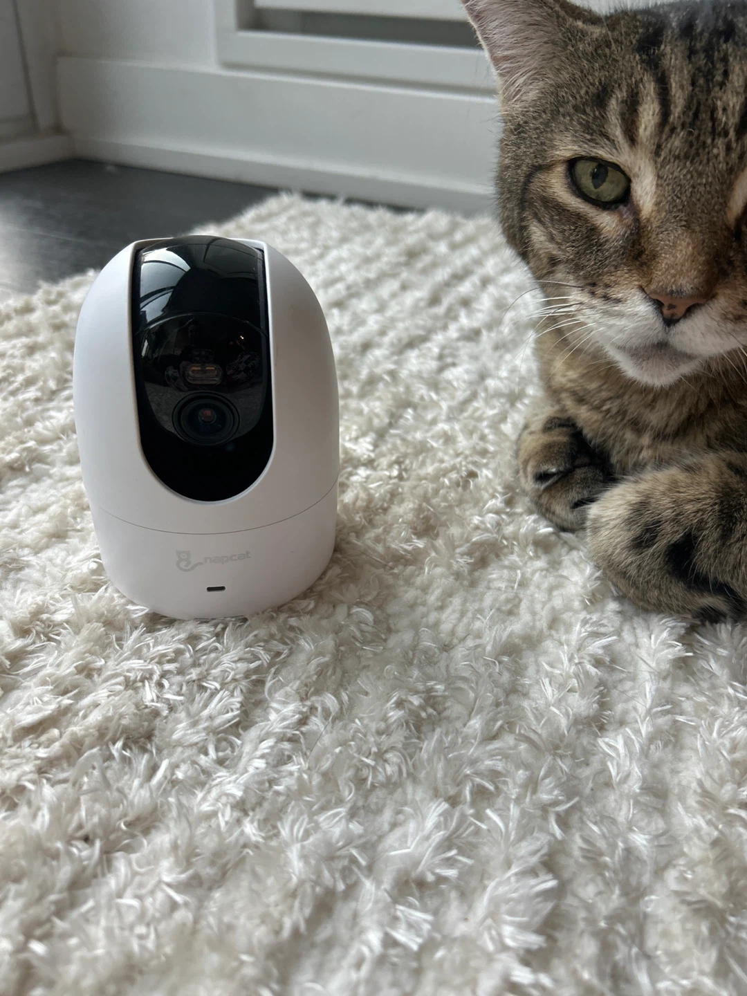 NapCat Pet Camera - photo 2