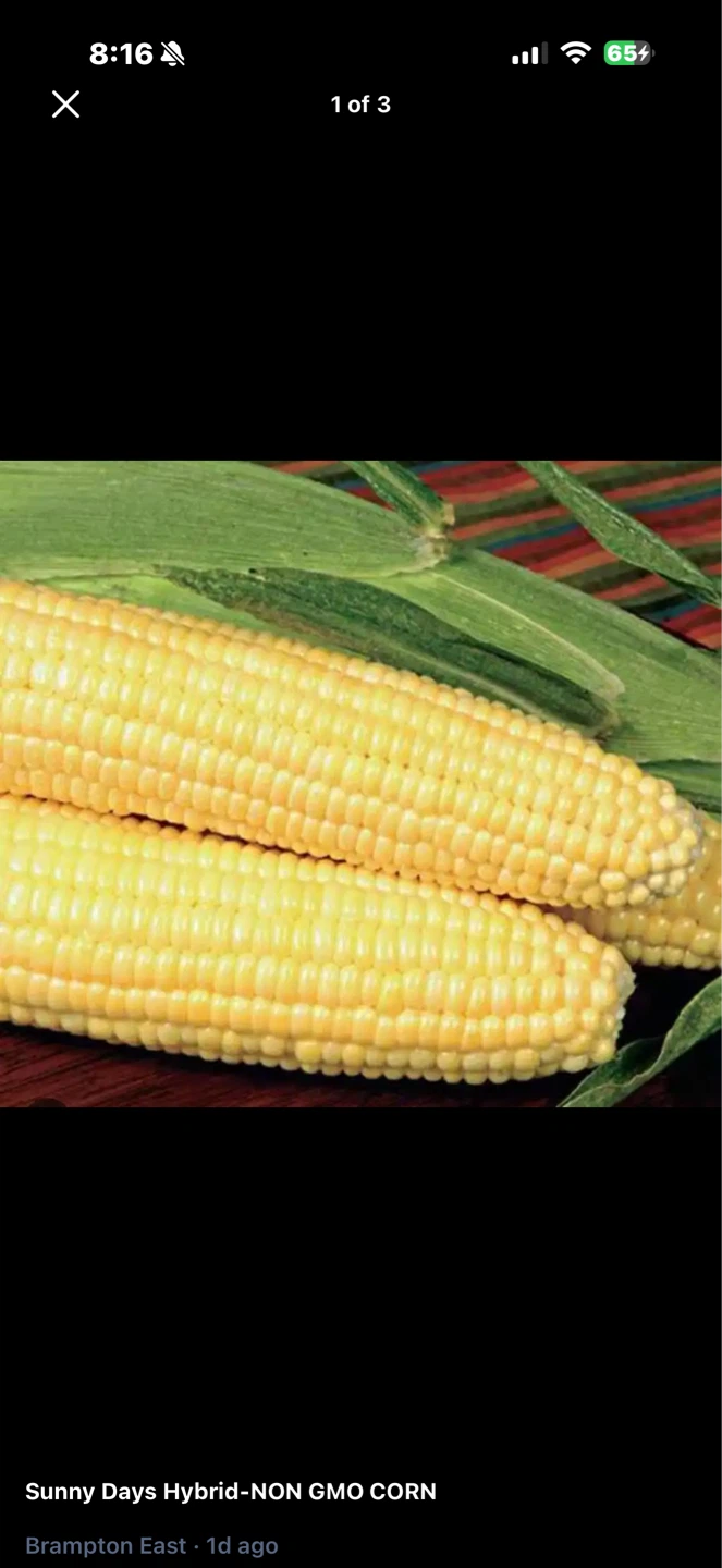 Sunny Days Hybrid Non-GMO Corn Seedling