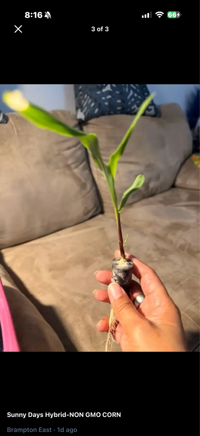 Sunny Days Hybrid Non-GMO Corn Seedling - photo 3