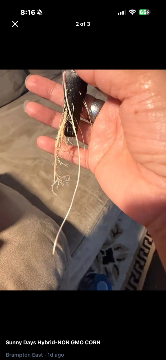 Sunny Days Hybrid Non-GMO Corn Seedling - photo 2