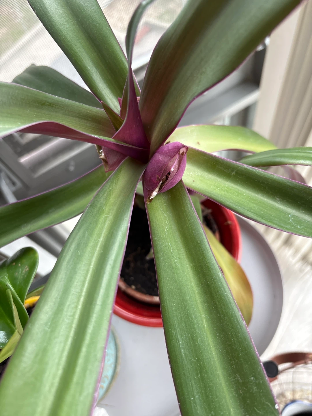 Tradescantia Zebrina Plant in Decorative Pot - photo 5