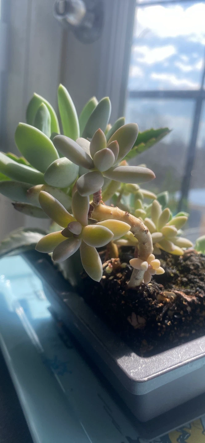Succulent plant arrangement in a rectangular planter - photo 3