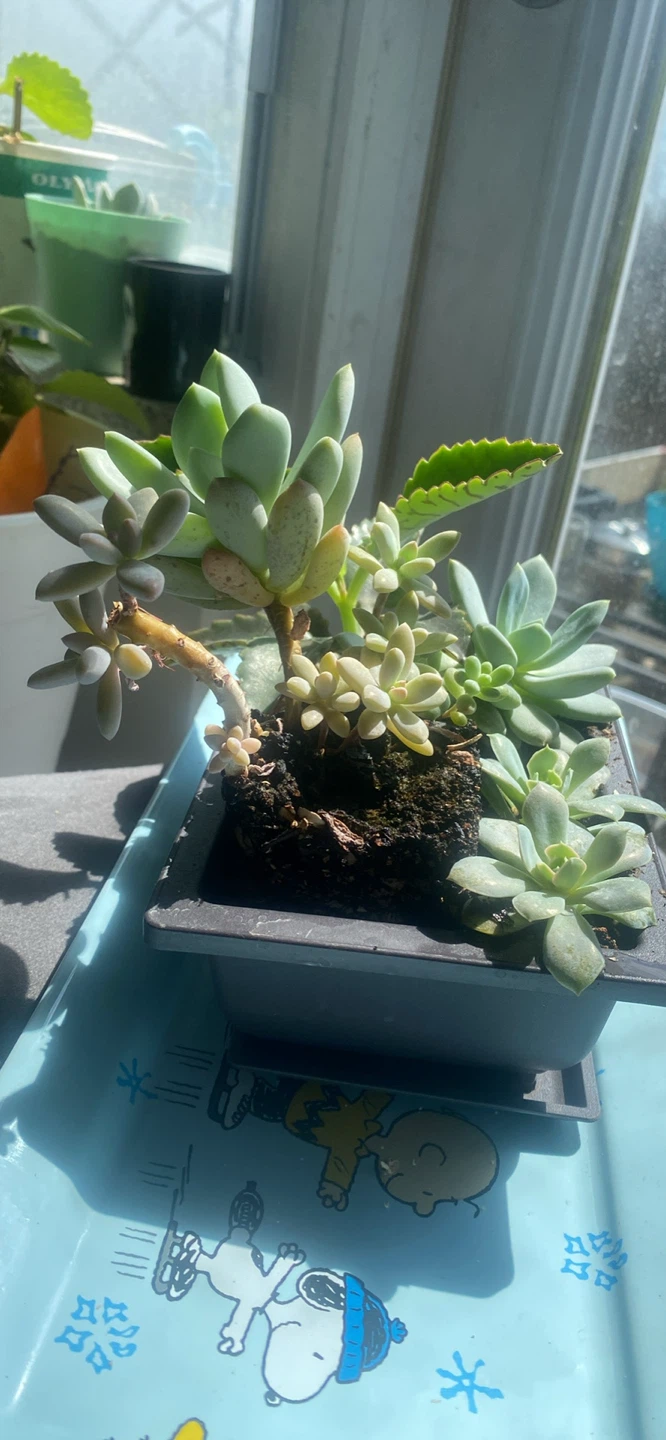 Succulent plant arrangement in a rectangular planter - photo 5