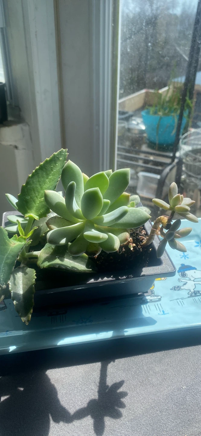 Succulent plant arrangement in a rectangular planter - photo 4