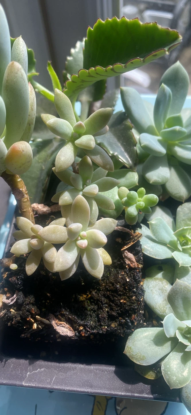 Succulent plant arrangement in a rectangular planter - photo 2