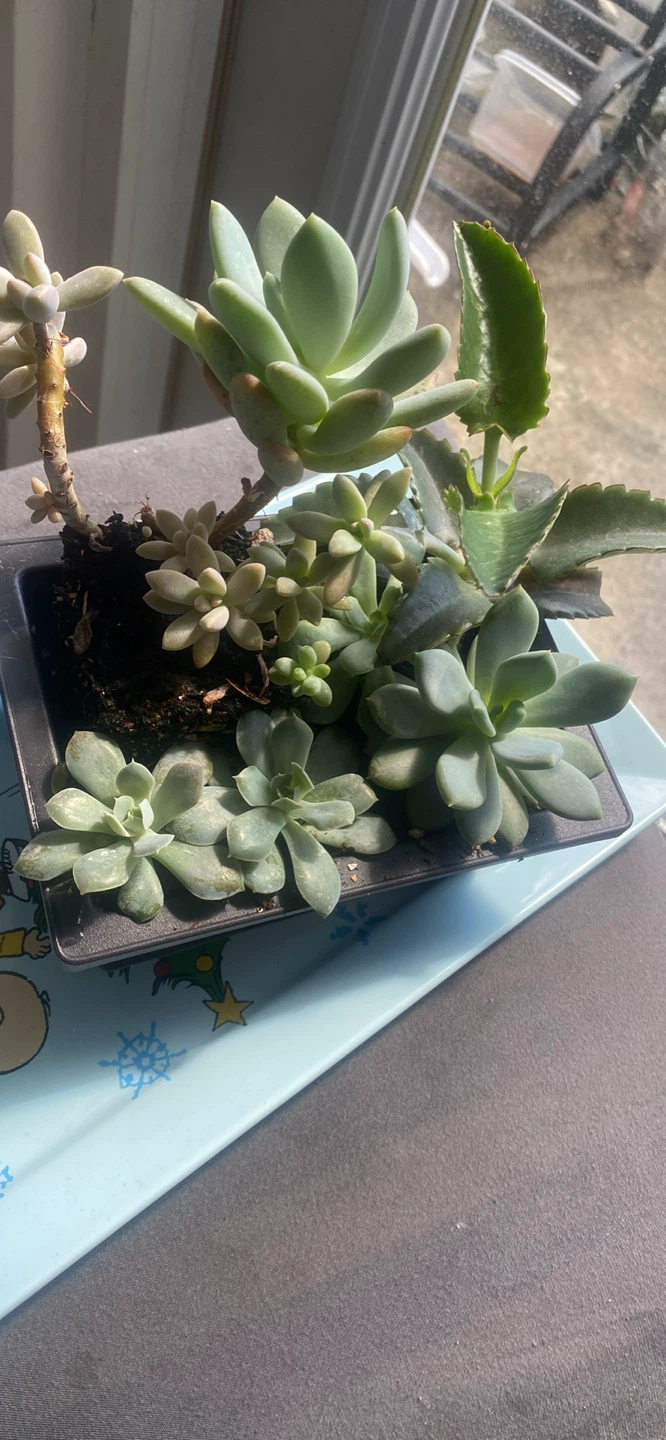 Succulent plant arrangement in a rectangular planter