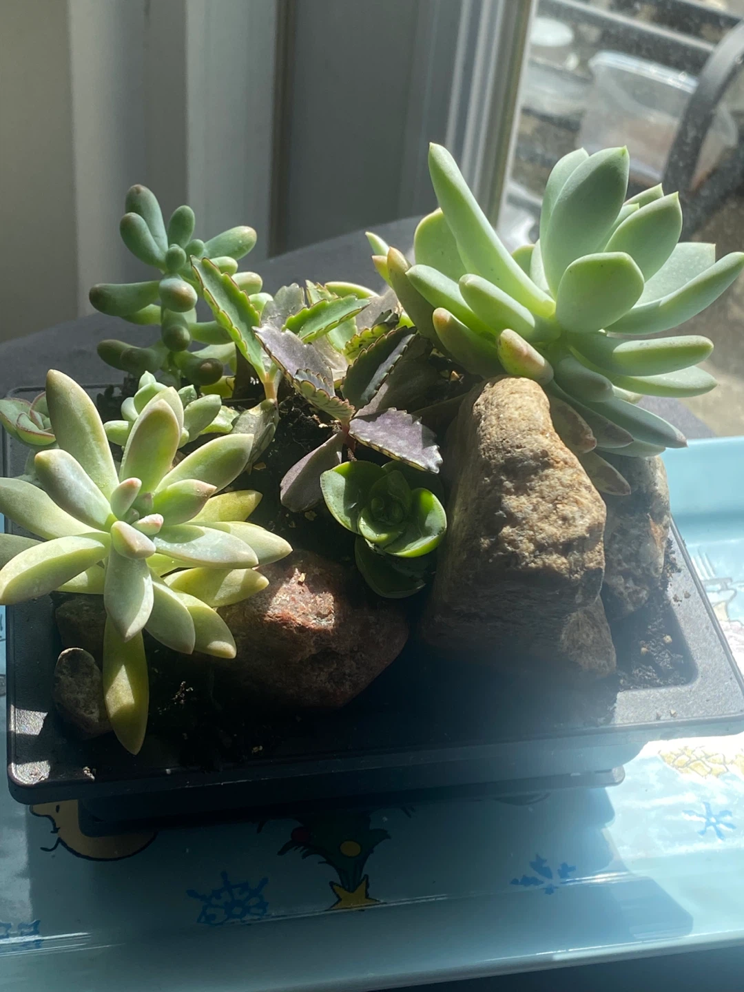 Assorted Succulent Plant Arrangement - photo 3