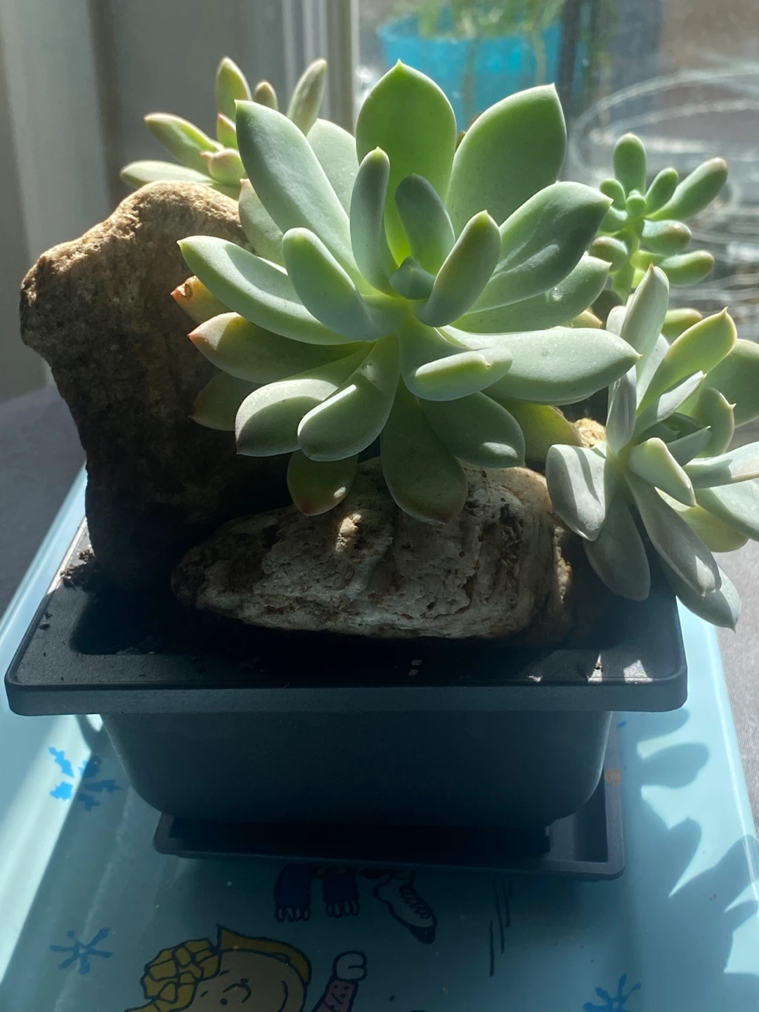 Assorted Succulent Plant Arrangement