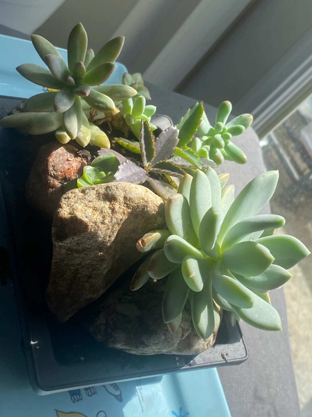 Assorted Succulent Plant Arrangement - photo 2