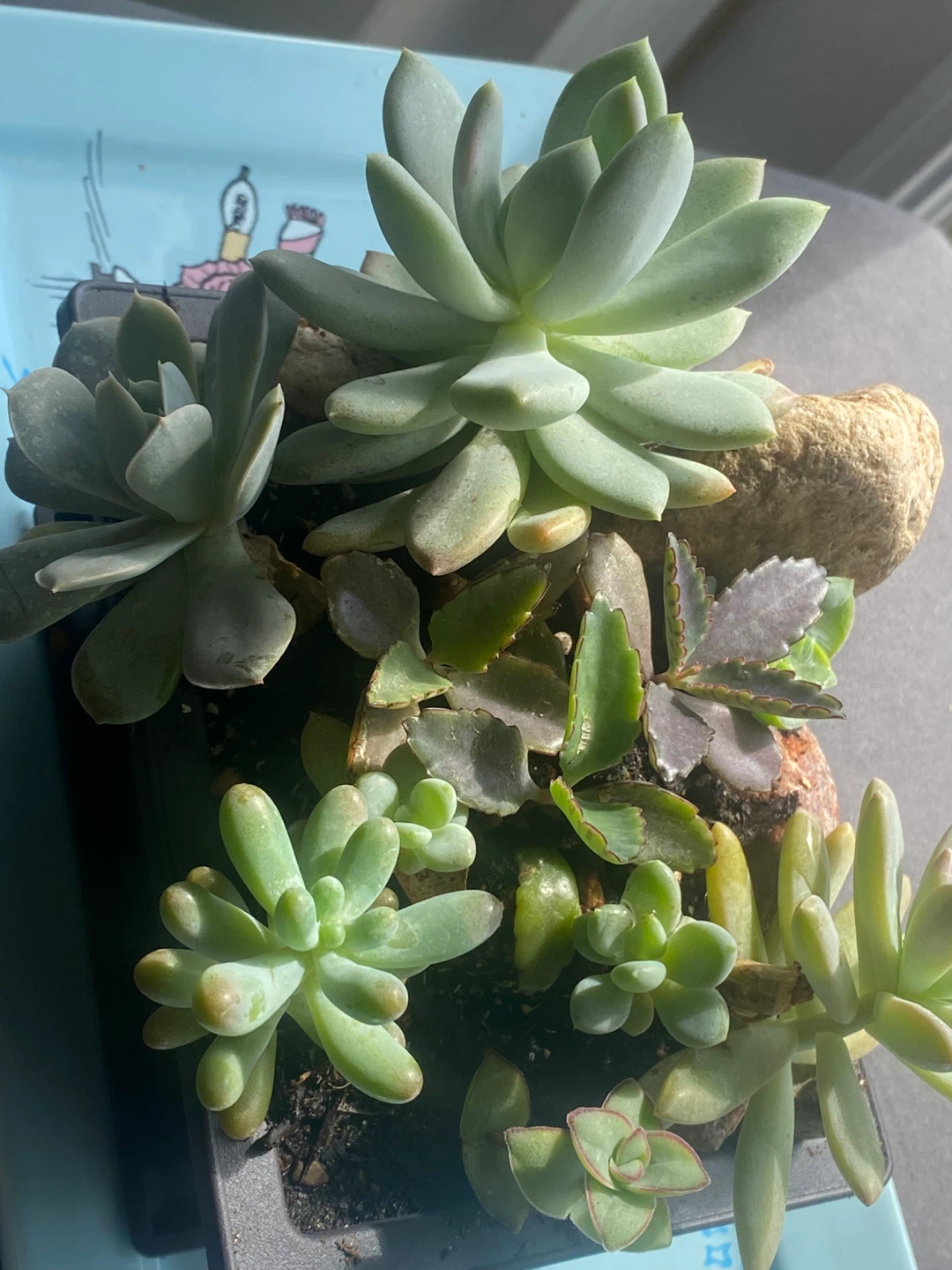 Assorted Succulent Plant Arrangement - photo 5