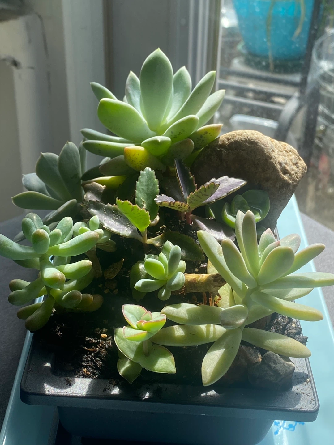 Assorted Succulent Plant Arrangement - photo 4