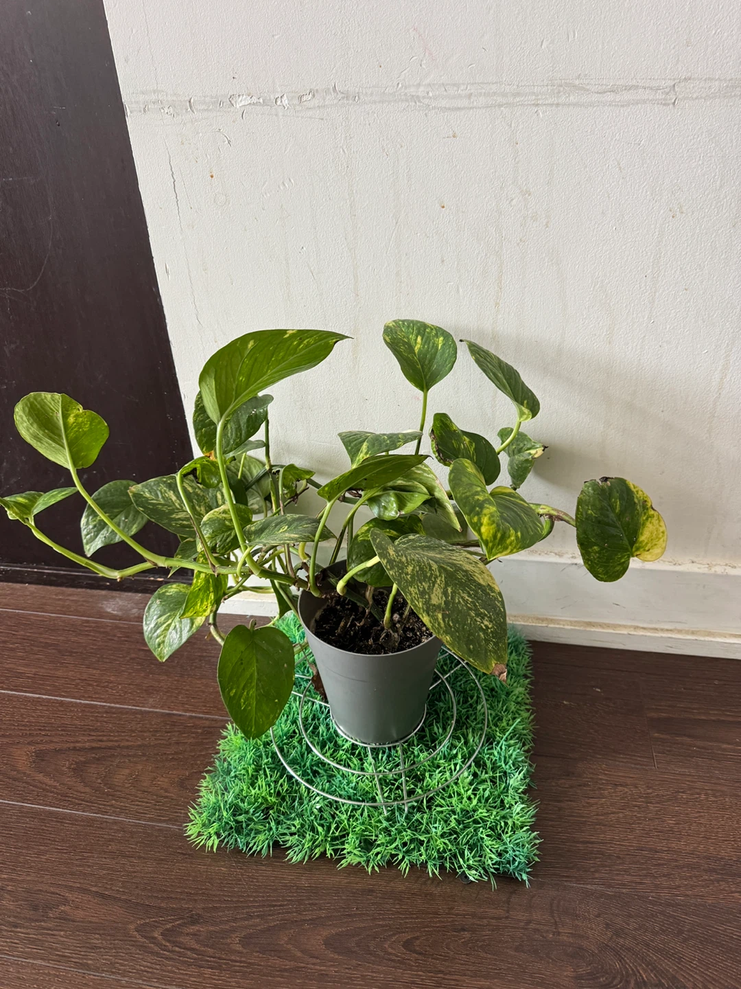 Pothos Plant in Grey Pot