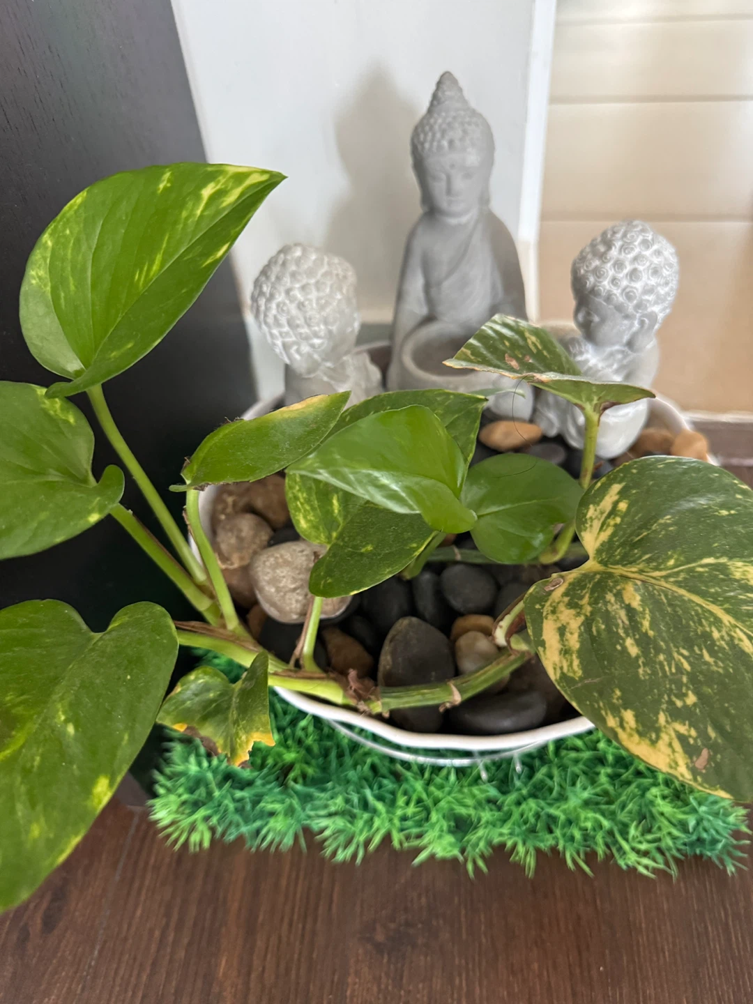 Pothos Plant in Decorative Pot with Buddha Figurines