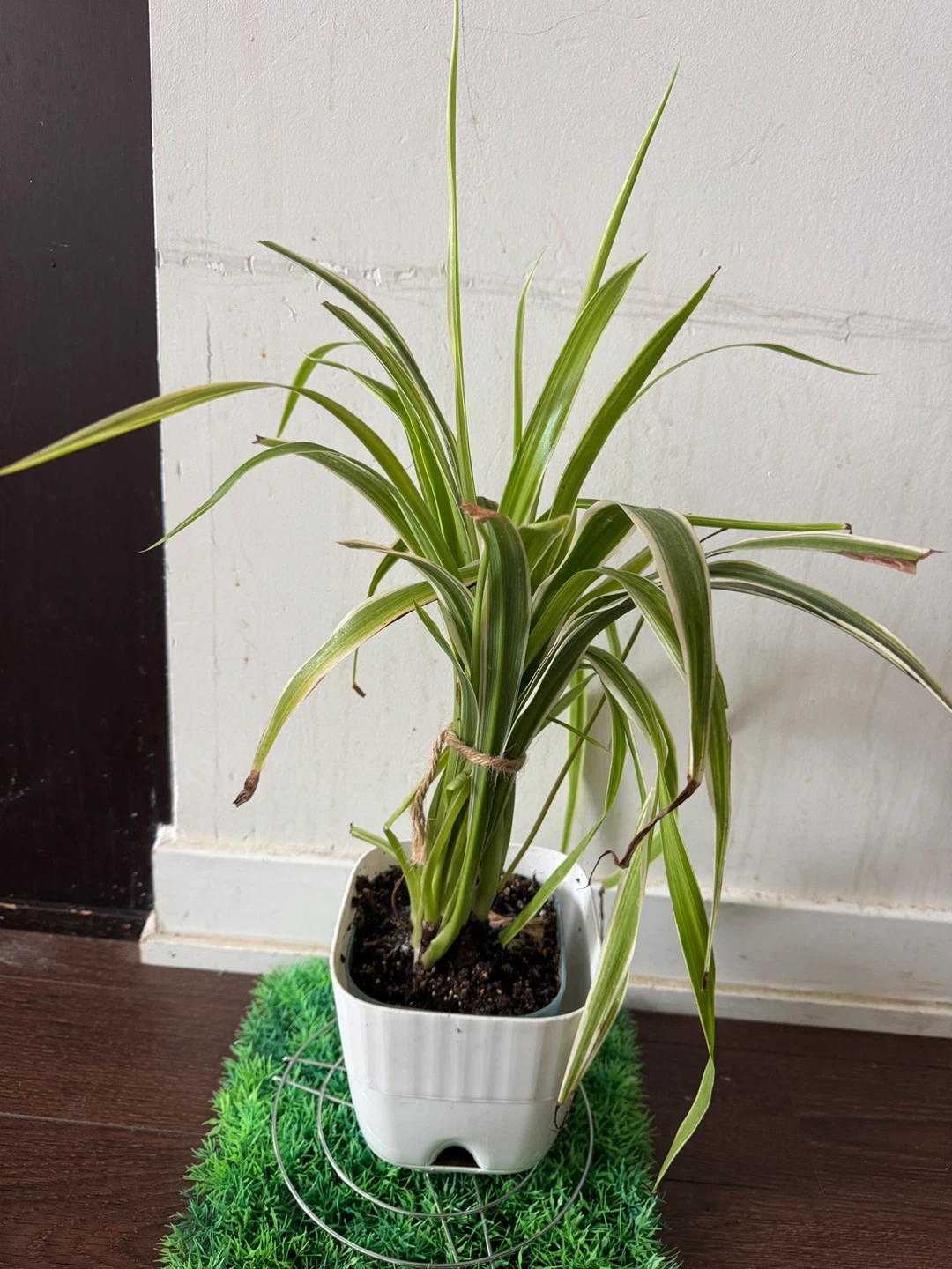 Spider Plant in White Pot