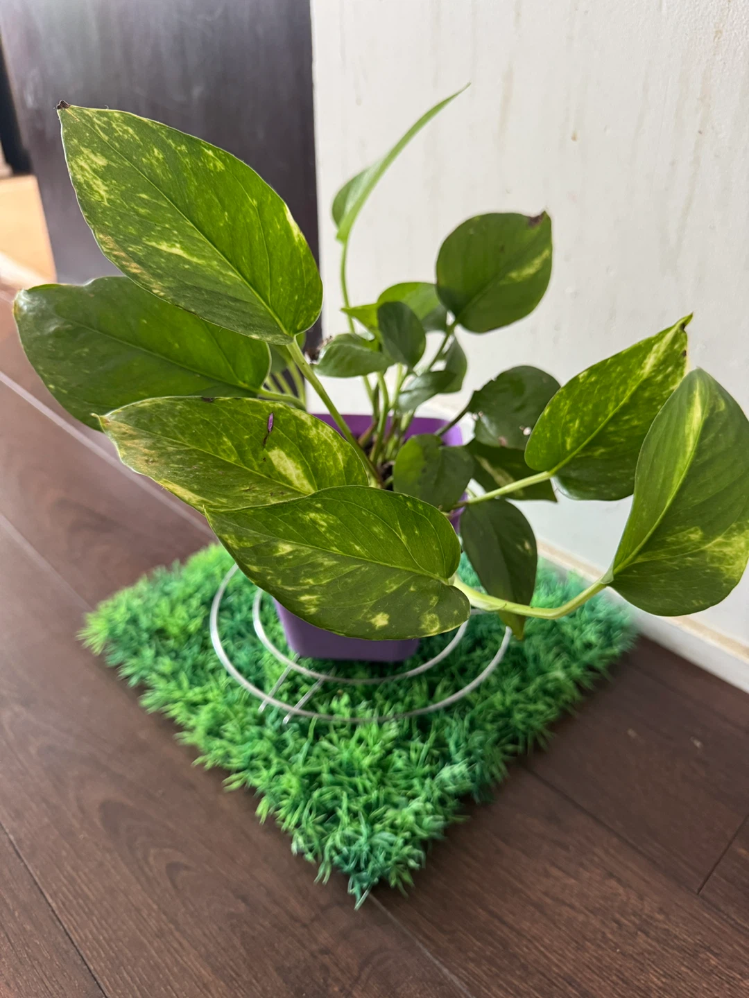 Pothos Plant