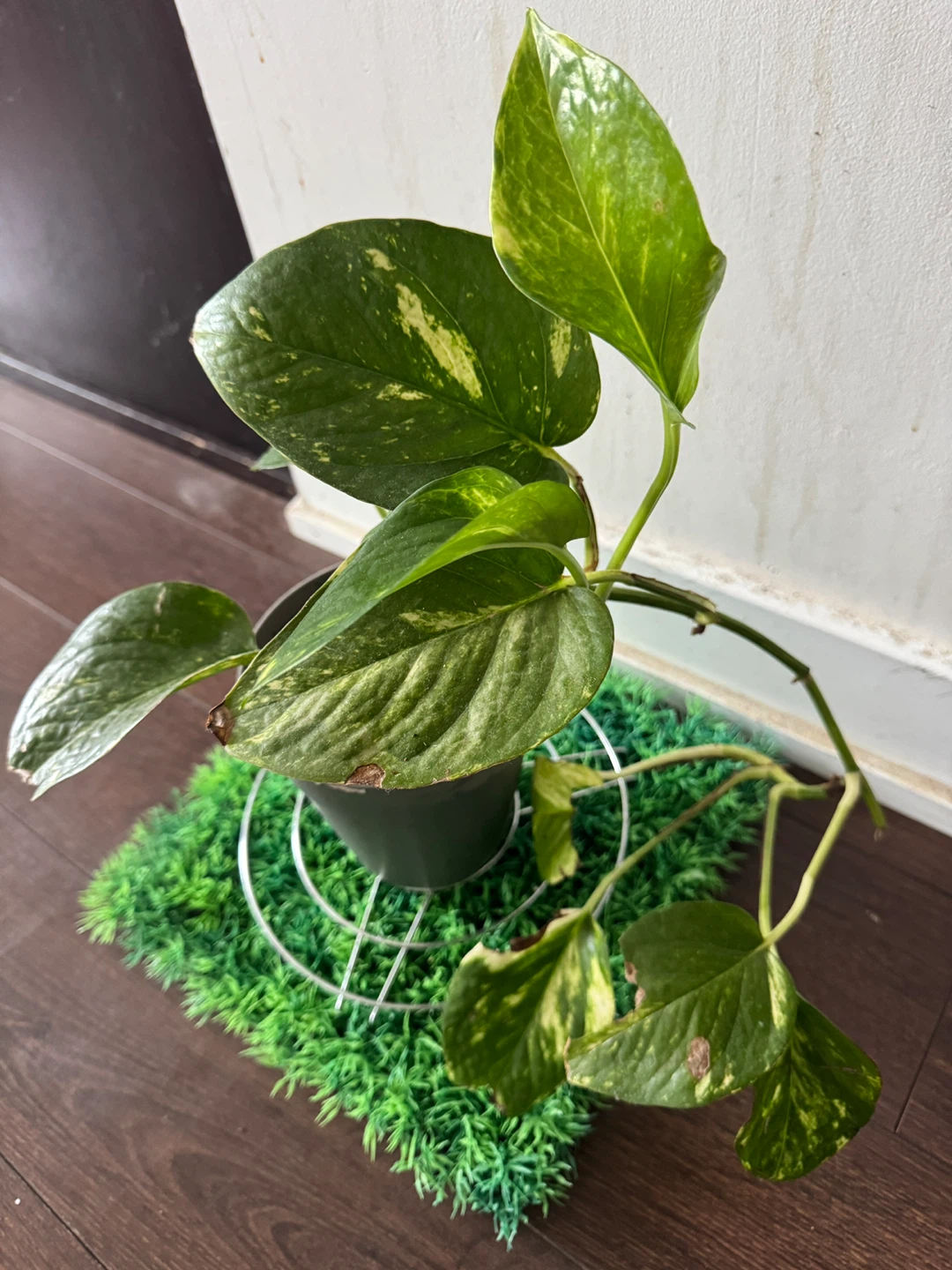 Pothos Plant - photo 2