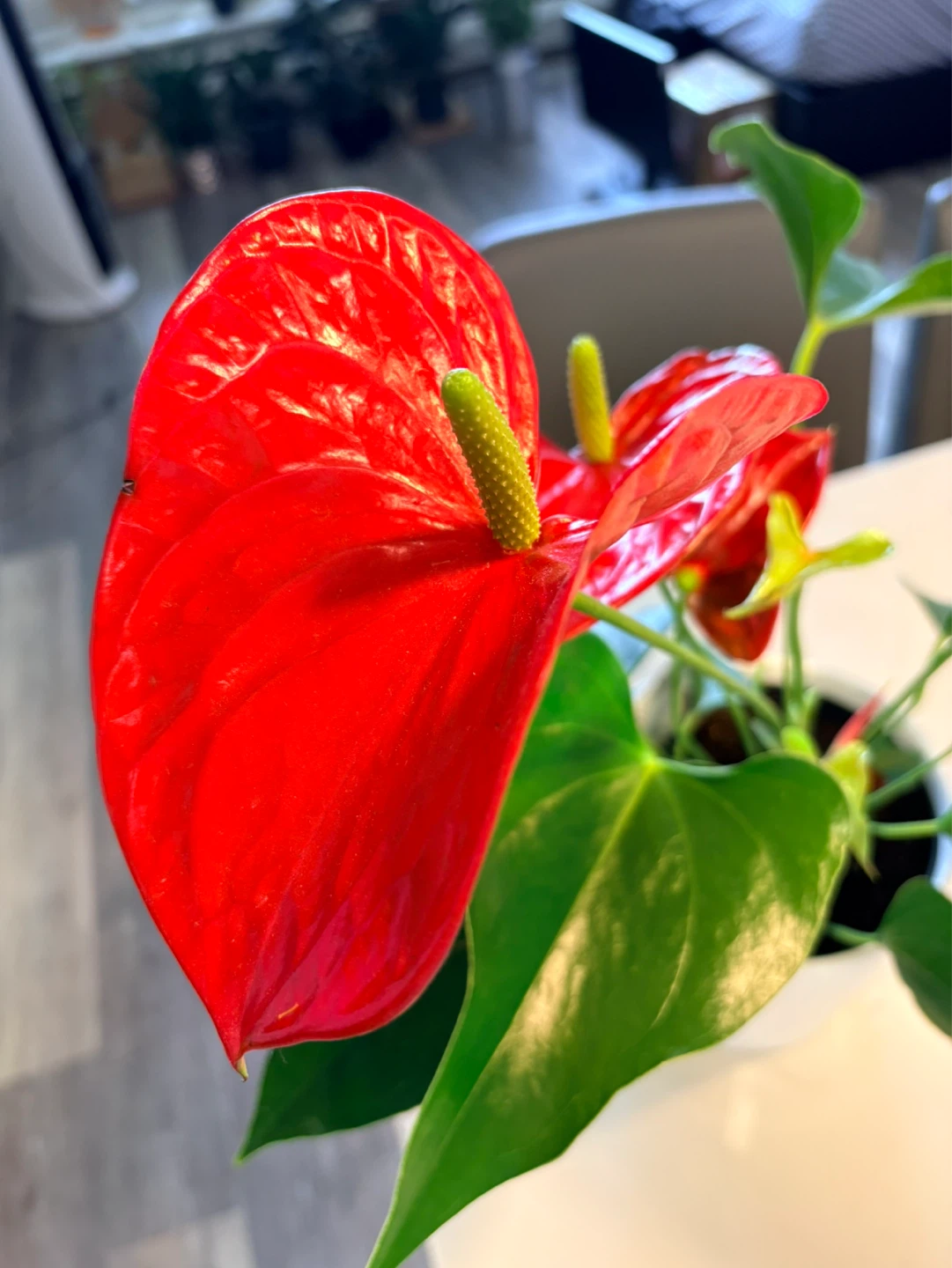 Red Anthurium Plant-6” pot - photo 2
