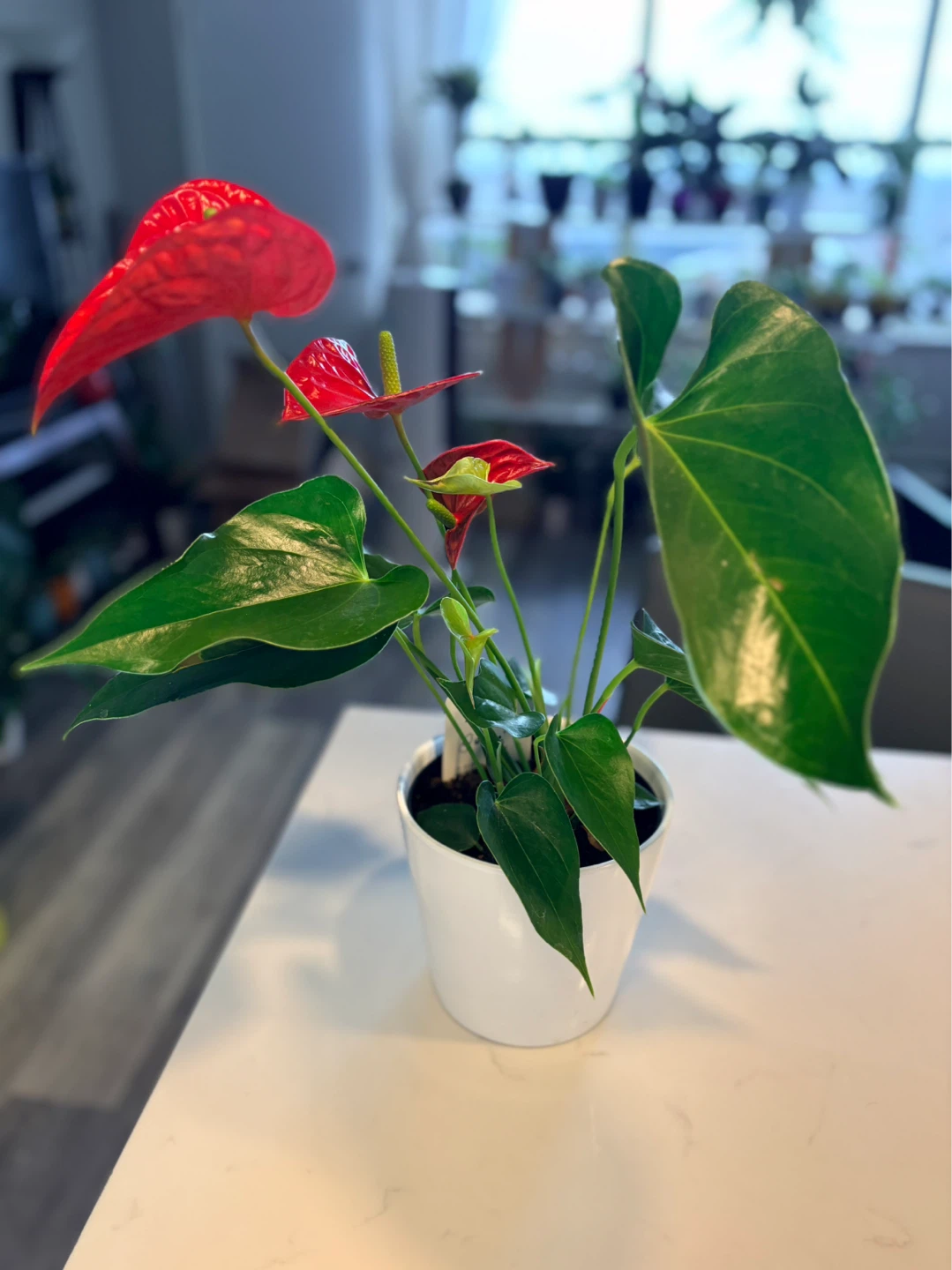 Red Anthurium Plant-6” pot