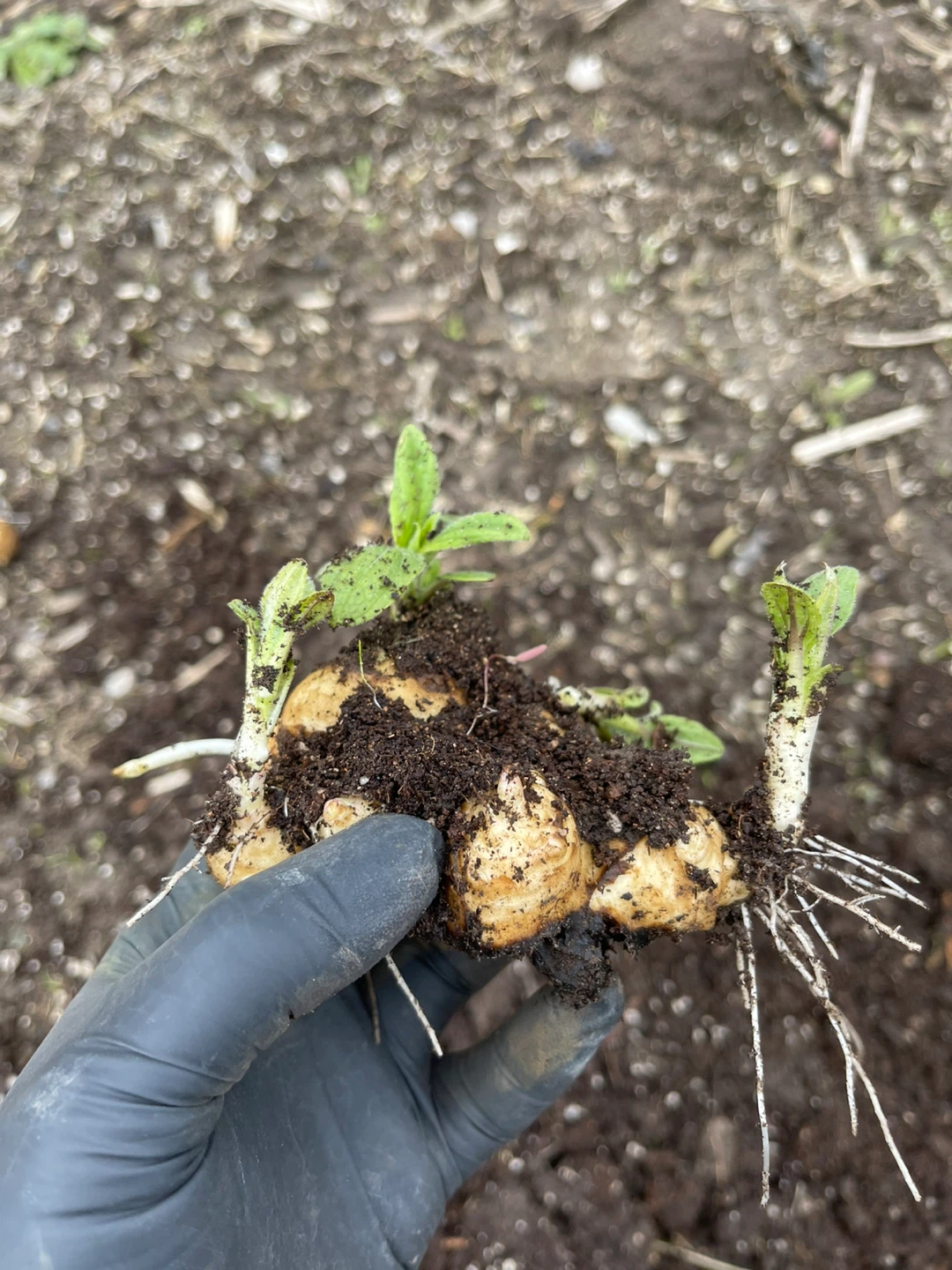 Jerusalem Artichoke Tubers