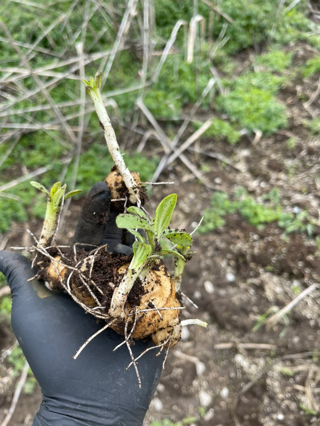 Jerusalem Artichoke Tubers - photo 2