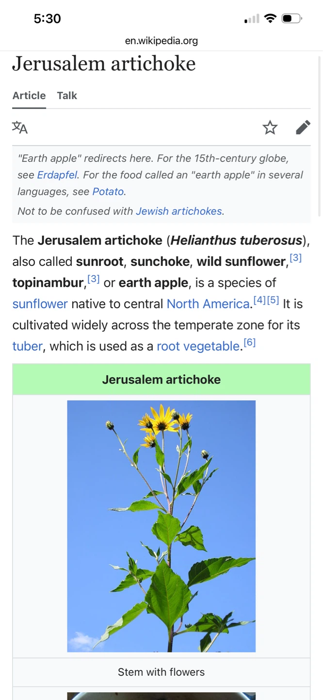 Jerusalem Artichoke Tubers - photo 3