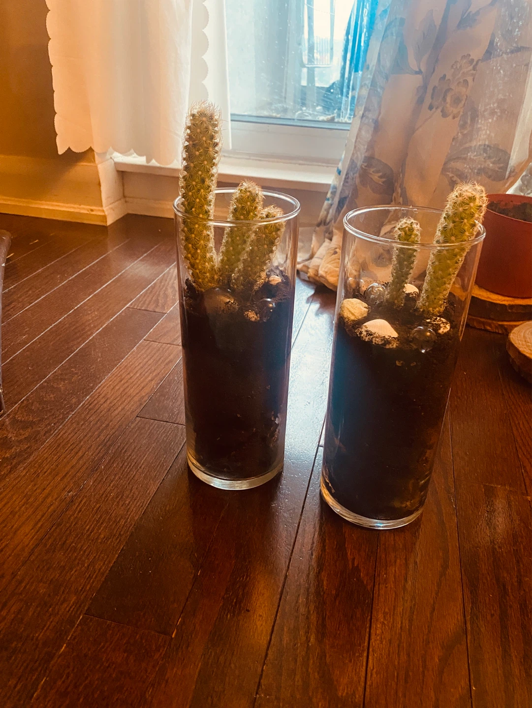 Two Cacti in Glass Planters