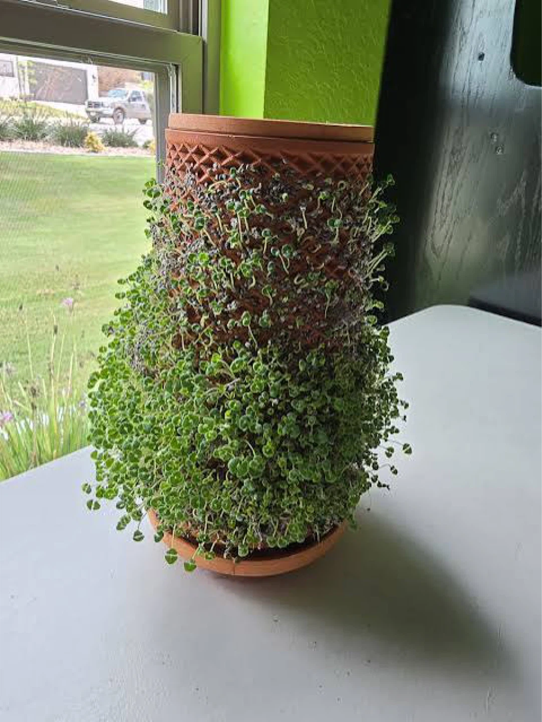 Tevaplanter