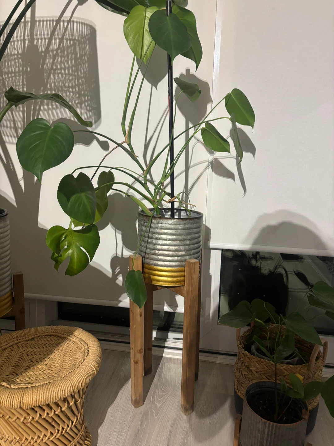 Monstera Deliciosa Plant + Pot with Wooden Stand