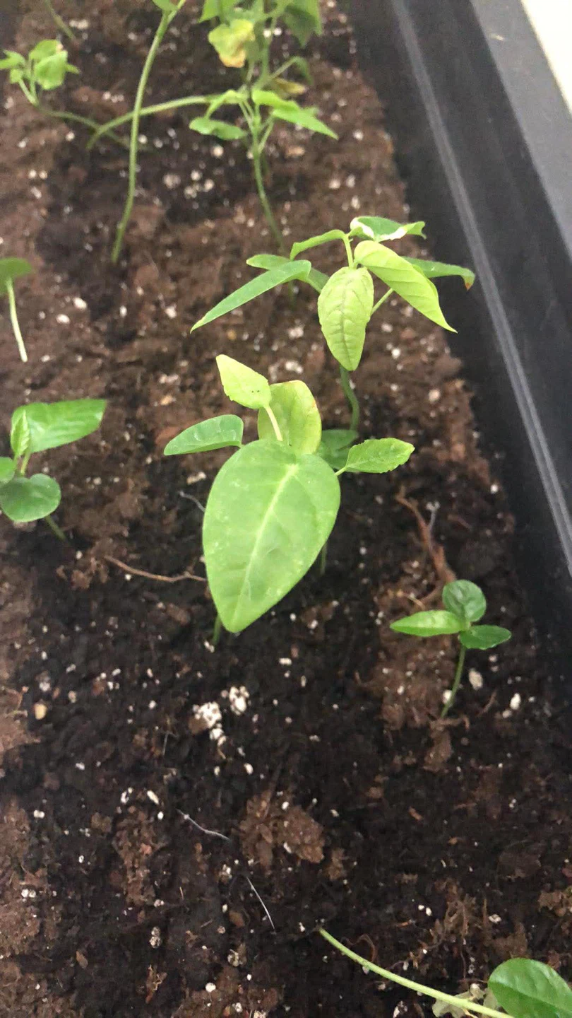 Plants for Sale - photo 3
