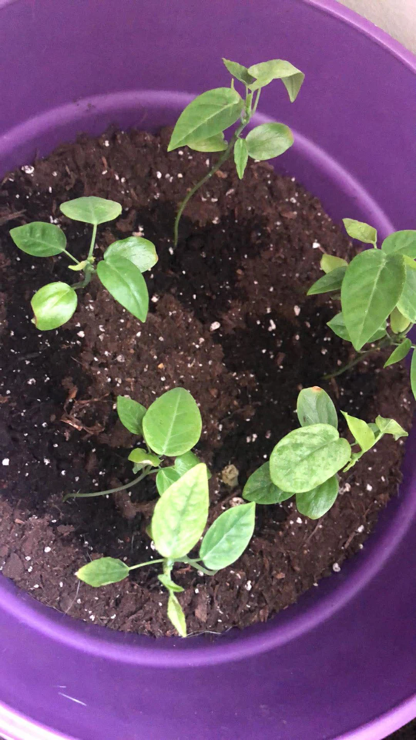 Plants for Sale - photo 5