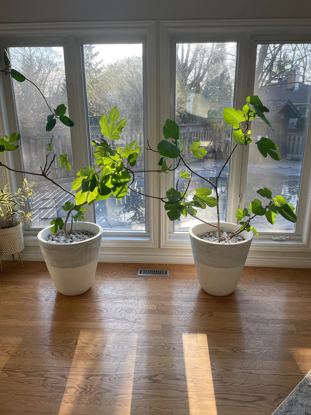 Two potted fig trees