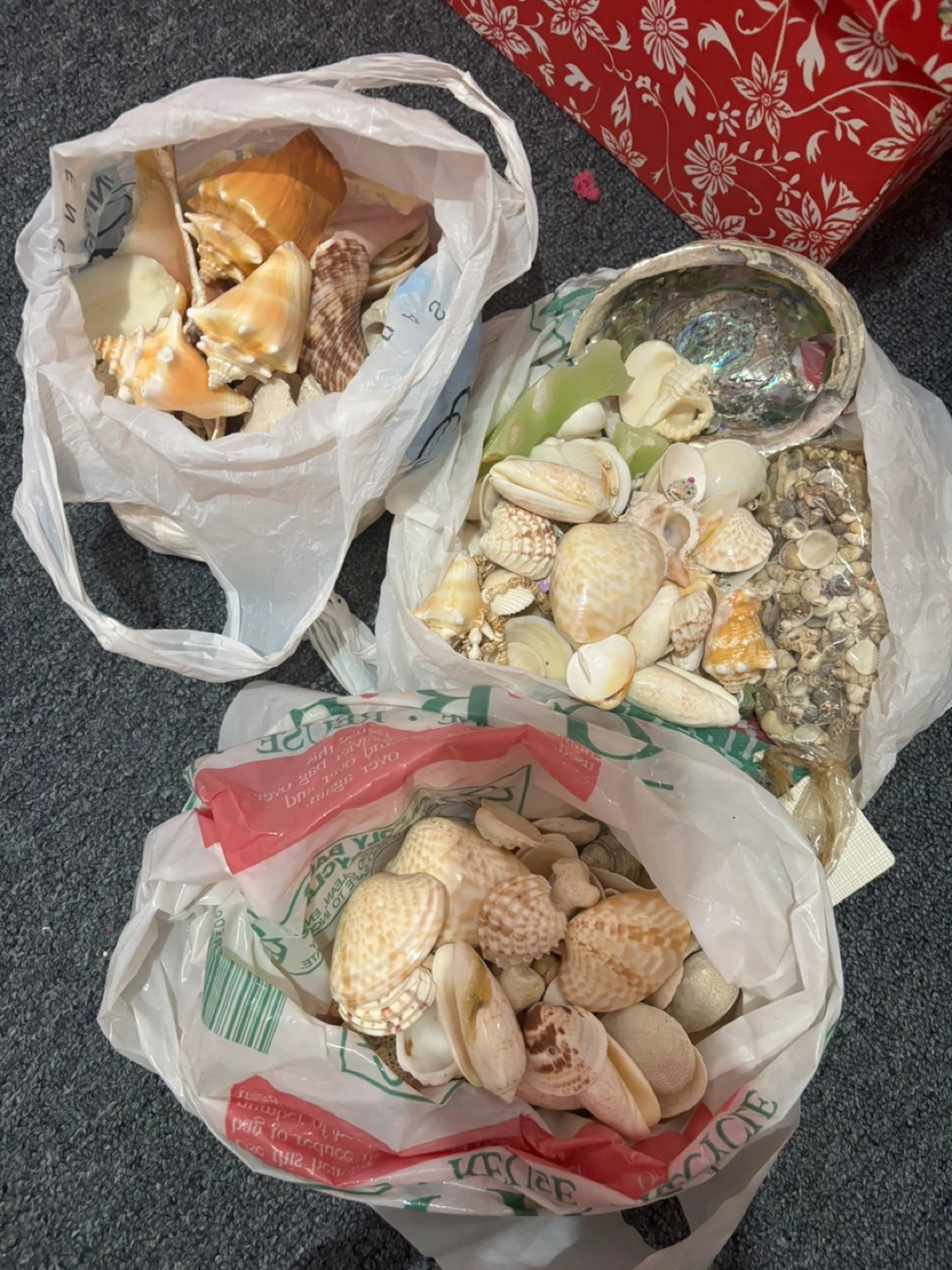 Collection of Seashells