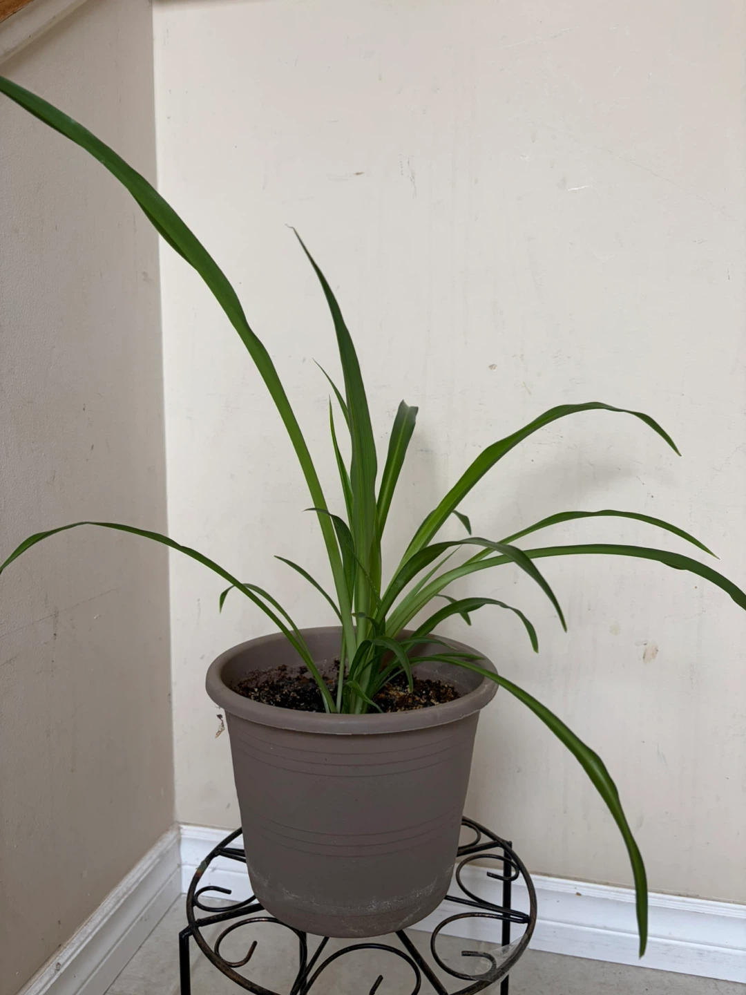 Spider Plant in Brown Pot